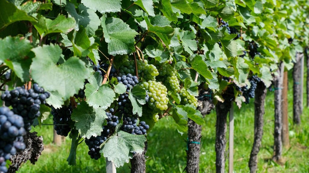 grapes-7486688_1280