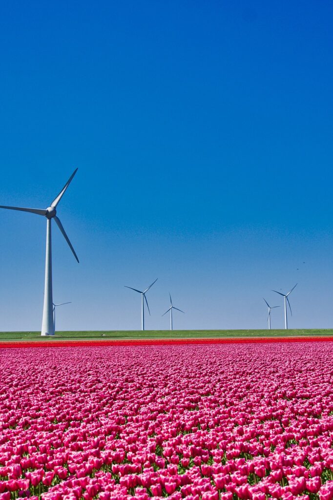 tulips-4980246_1280