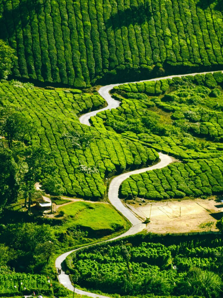 Tea Plantations in Munnar,Kerala