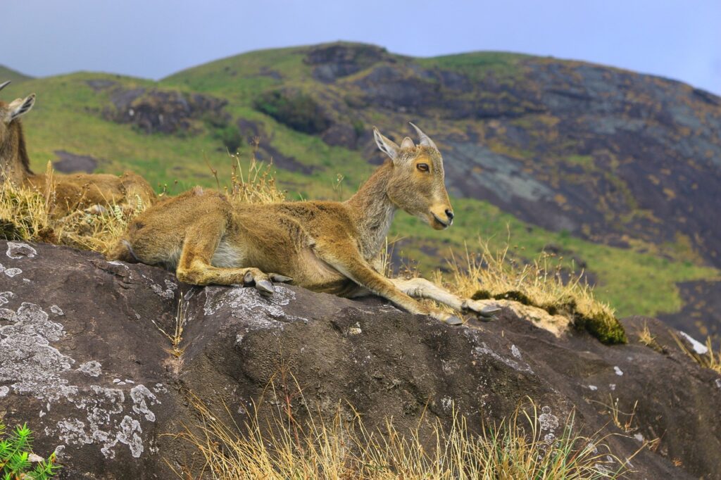 nilgiri-4940690_1280