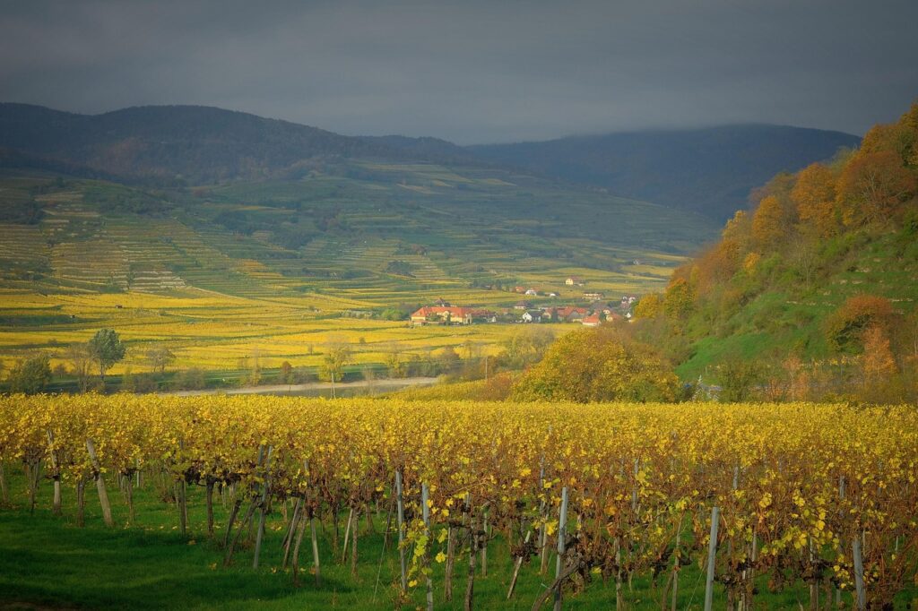 vineyard 7574880 1280